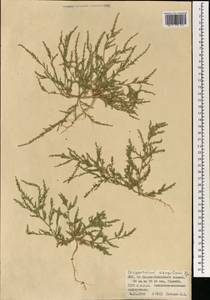 Corispermum mongolicum Iljin, Mongolia (MONG) (Mongolia)