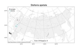 Stellaria apetala Bernardino, Atlas of the Russian Flora (FLORUS) (Russia)