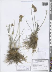 Allium mongolicum Regel, Mongolia (MONG) (Mongolia)