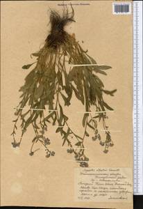 Myosotis alpestris F.W.Schmidt, Middle Asia, Western Tian Shan & Karatau (M3) (Kazakhstan)