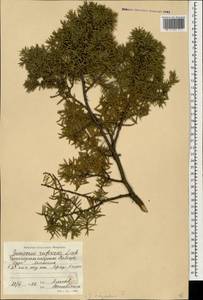 Juniperus oxycedrus L., Caucasus, Black Sea Shore (from Novorossiysk to Adler) (K3) (Russia)