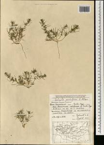Salsola monoptera Bunge, Mongolia (MONG) (Mongolia)