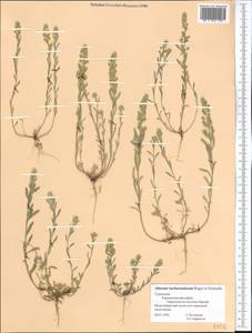 Alyssum turkestanicum Regel & Schmalh. ex Regel, Middle Asia, Kopet Dag, Badkhyz, Small & Great Balkhan (M1) (Turkmenistan)