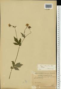 Geum × intermedium Ehrh., Eastern Europe, North-Western region (E2) (Russia)