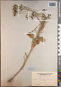 Lapsana communis subsp. intermedia (M. Bieb.) Hayek, Caucasus, South Ossetia (K4b) (South Ossetia)