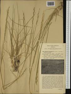 Thinopyrum elongatum (Host) D.R.Dewey, Western Europe (EUR) (Italy)
