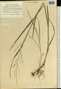Glyceria nemoralis (R.Uechtr.) R.Uechtr. & Koern., Eastern Europe, Central region (E4) (Russia)