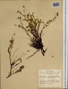 Hylotelephium populifolium (Pall.) H. Ohba, Siberia, Altai & Sayany Mountains (S2) (Russia)