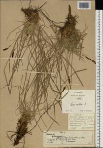 Carex montana L., Eastern Europe, Moscow region (E4a) (Russia)