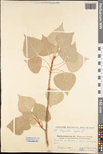 Populus nigra L., Eastern Europe, North Ukrainian region (E11) (Ukraine)