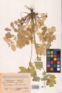 Chelidonium majus L., Eastern Europe, Lower Volga region (E9) (Russia)