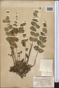 Astragalus sewertzowii, Middle Asia, Pamir & Pamiro-Alai (M2) (Tajikistan)