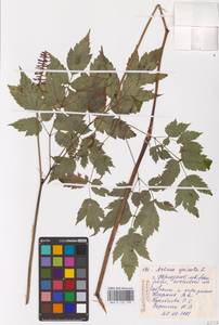 Actaea spicata L., Eastern Europe (no precise locality) (E0)