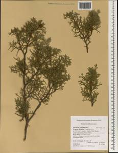 Juniperus phoenicea L., South Asia, South Asia (Asia outside ex-Soviet states and Mongolia) (ASIA) (Cyprus)