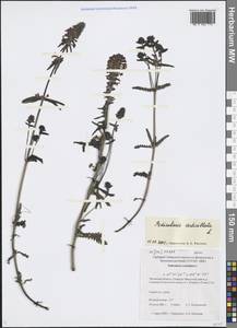 Pedicularis verticillata L., Siberia, Baikal & Transbaikal region (S4) (Russia)