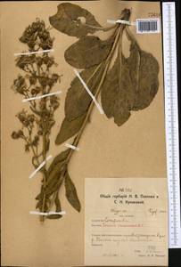 Jacobaea racemosa subsp. kirghisica (DC.) Galasso & Bartolucci, Middle Asia, Northern & Central Kazakhstan (M10) (Kazakhstan)