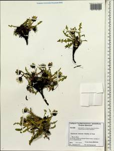 Taraxacum tamarae Kharkev. & Tzvelev, Siberia, Chukotka & Kamchatka (S7) (Russia)