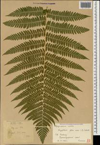 Dryopteris filix-mas (L.) Schott, Caucasus, Krasnodar Krai & Adygea (K1a) (Russia)