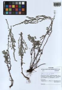 Artemisia frigida Willd., Siberia, Altai & Sayany Mountains (S2) (Russia)