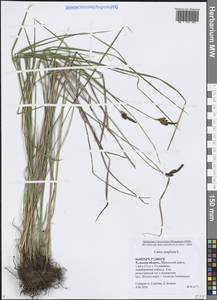 Carex cespitosa L., Eastern Europe, Central region (E4) (Russia)