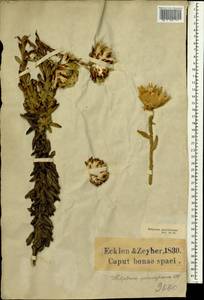 Helipterum speciosissimum (L.) DC., Africa (AFR) (South Africa)