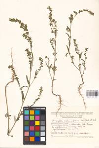 Atriplex oblongifolia Waldst. & Kit., Eastern Europe, Moscow region (E4a) (Russia)