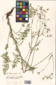 Carum carvi L., Eastern Europe, Moscow region (E4a) (Russia)