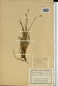 Carex saxatilis L., Eastern Europe, Northern region (E1) (Russia)