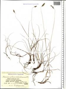 Alopecurus ponticus K.Koch, Caucasus, North Ossetia, Ingushetia & Chechnya (K1c) (Russia)