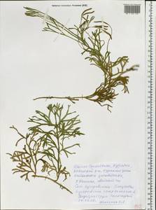 Diphasiastrum complanatum (L.) Holub, Siberia, Baikal & Transbaikal region (S4) (Russia)