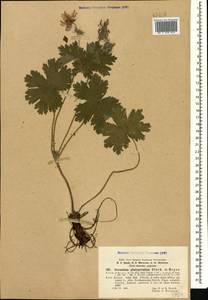 Geranium platypetalum Fisch. & C.A. Mey., Caucasus, Stavropol Krai, Karachay-Cherkessia & Kabardino-Balkaria (K1b) (Russia)