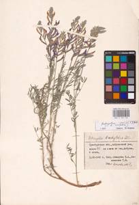 Astragalus varius S.G.Gmel., Eastern Europe, Eastern region (E10) (Russia)