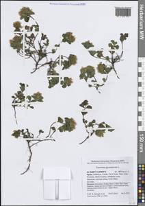 Teucrium pyrenaicum L., Western Europe (EUR) (Spain)