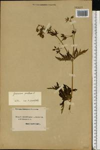 Geranium pratense L., Eastern Europe, Northern region (E1) (Russia)