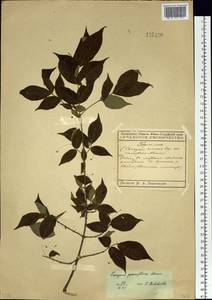 Euonymus verrucosus Scop., Siberia, Russian Far East (S6) (Russia)