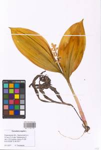 Convallaria majalis L., Eastern Europe, Middle Volga region (E8) (Russia)