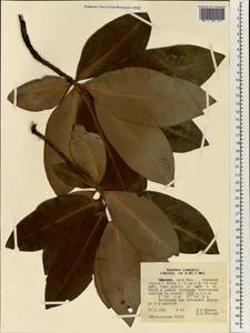 Myrsine melanophloeos (L.) R. Br., Africa (AFR) (Ethiopia)