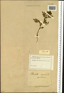 Potentilla supina L., Siberia (no precise locality) (S0) (Russia)