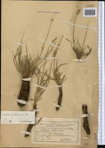 Pseudopodospermum pubescens (DC.) Zaika, Sukhor. & N. Kilian, Middle Asia, Northern & Central Tian Shan (M4) (Kyrgyzstan)