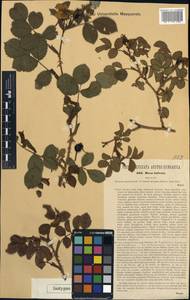 Rosa ×infesta Kmet ex Heinr. Braun, Western Europe (EUR) (Hungary)