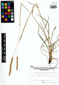 Phleum phleoides (L.) H.Karst., Siberia, Baikal & Transbaikal region (S4) (Russia)