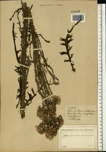 Cirsium palustre (L.) Scop., Eastern Europe, Central forest-and-steppe region (E6) (Russia)