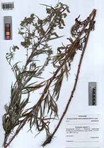 Artemisia vulgaris L., Siberia, Altai & Sayany Mountains (S2) (Russia)