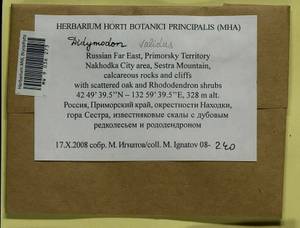 Didymodon validus Limpr., Bryophytes, Bryophytes - Russian Far East (excl. Chukotka & Kamchatka) (B20) (Russia)