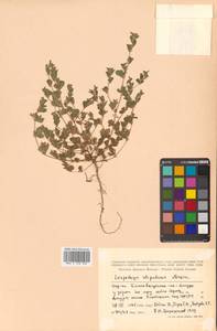 Kummerowia stipulacea (Maxim.) Makino, Siberia, Russian Far East (S6) (Russia)