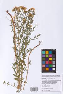 Hypericum perforatum L., Eastern Europe, Lower Volga region (E9) (Russia)