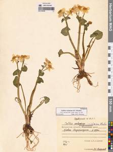 Caltha palustris var. sibirica Regel, Siberia, Chukotka & Kamchatka (S7) (Russia)