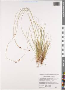 Carex conspissata V.I.Krecz., Siberia, Russian Far East (S6) (Russia)