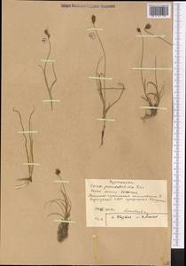 Carex pseudofoetida Kük., Middle Asia, Western Tian Shan & Karatau (M3) (Kyrgyzstan)