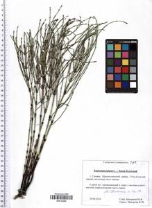 Equisetum palustre L., Eastern Europe, Middle Volga region (E8) (Russia)